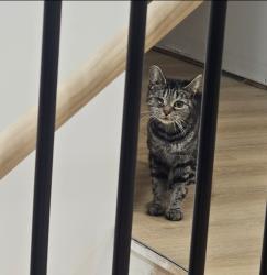 Lost Female Cat last seen Marsh Rd. & Damon St., Plainwell, MI 49080