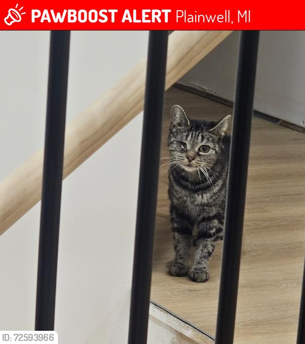 Lost Female Cat last seen Marsh Rd. & Damon St., Plainwell, MI 49080