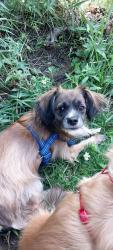 Lost Male Dog last seen Mountain valley and frost, Edgewood, NM 87035