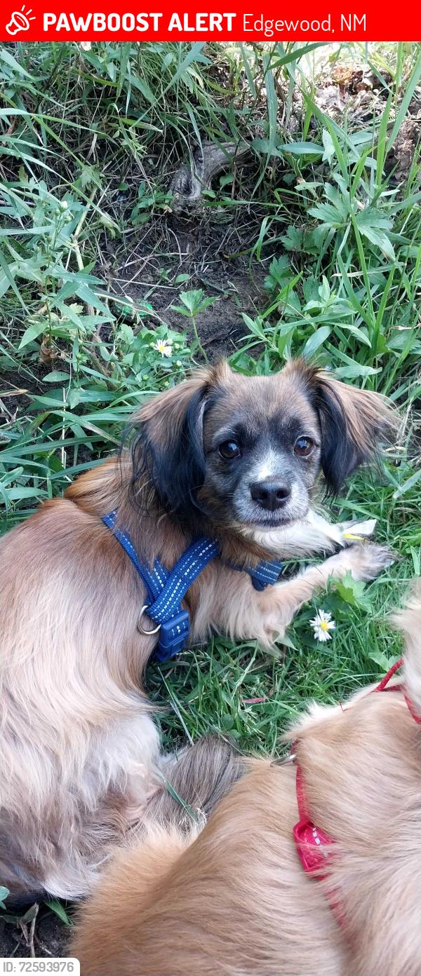 Lost Male Dog last seen Mountain valley and frost, Edgewood, NM 87035
