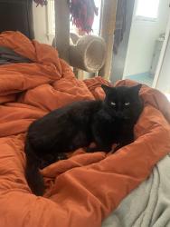 Lost Male Cat last seen Brentwood Way and Delmar Drive, Simpsonville, SC 29680