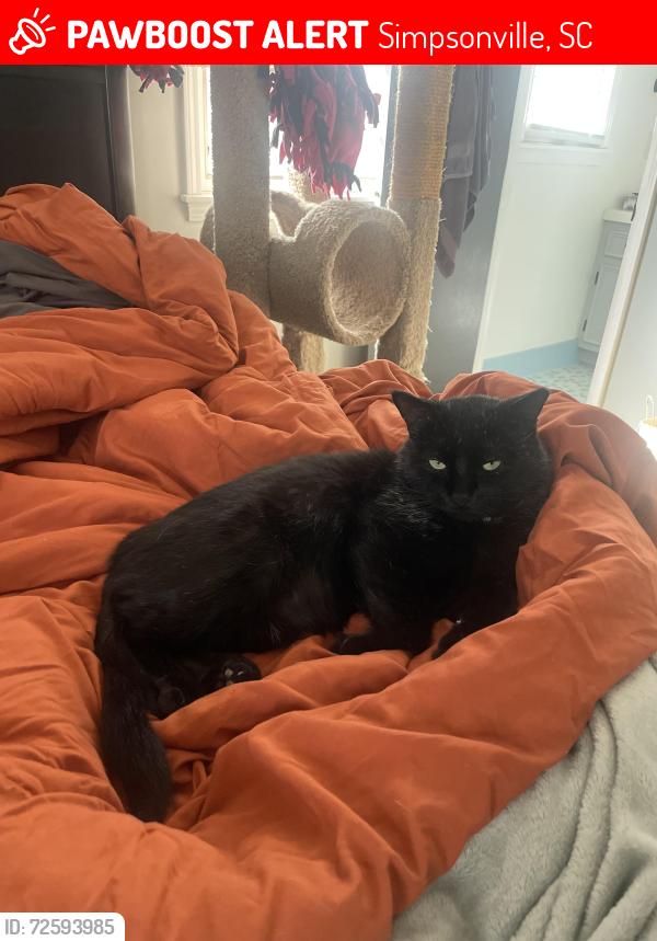 Lost Male Cat last seen Brentwood Way and Delmar Drive, Simpsonville, SC 29680