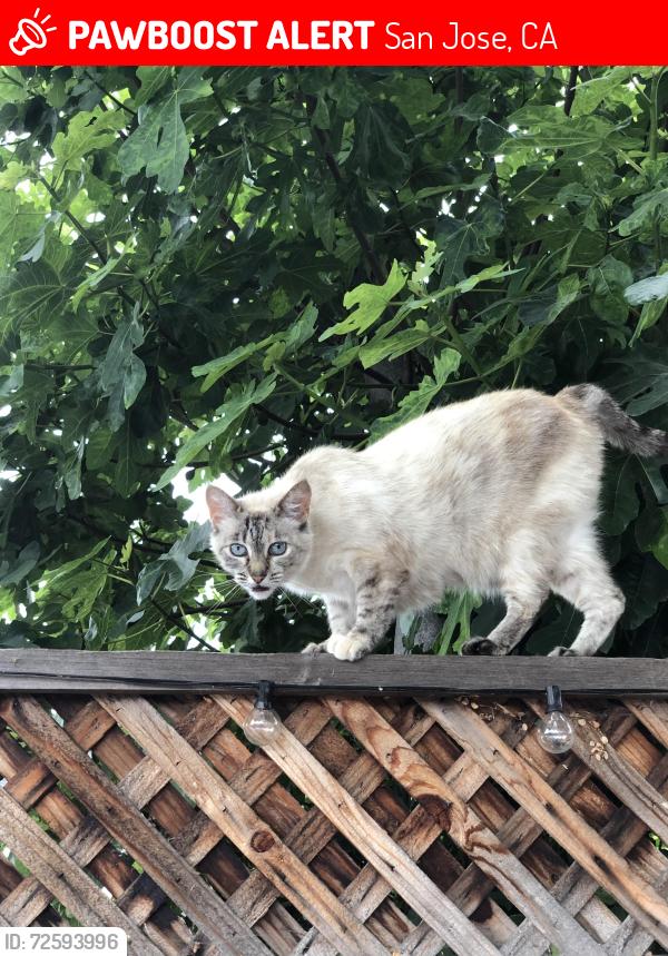 Lost Female Cat last seen Fell & Chynoweth, San Jose, CA 95136