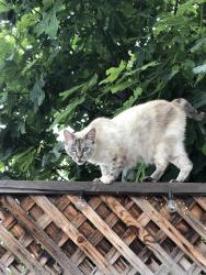 Lost Female Cat last seen Fell & Chynoweth, San Jose, CA 95136