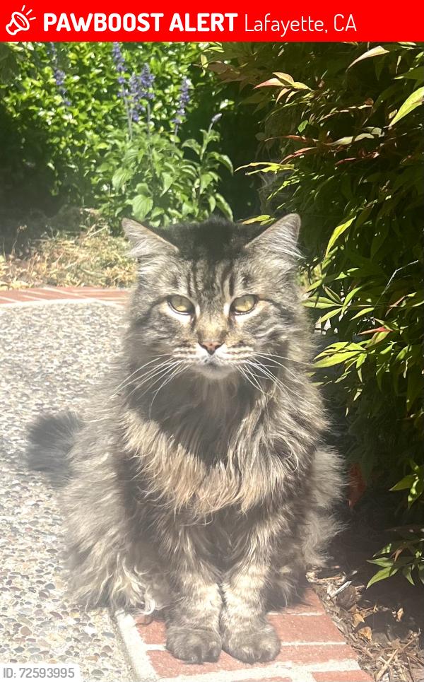 Lost Male Cat last seen El Curtola & Westminster Pl, Lafayette, CA 94549