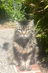 Lost Male Cat last seen El Curtola & Westminster Pl, Lafayette, CA 94549