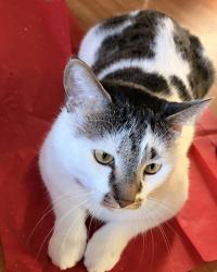 Lost Male Cat last seen Lead mine , Raleigh, NC 27615