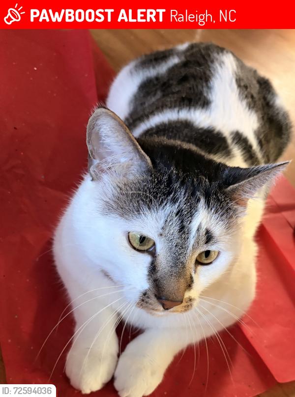 Lost Male Cat last seen Lead mine , Raleigh, NC 27615