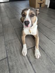 Lost Female Dog last seen Broadway and central, Phoenix, AZ 85041