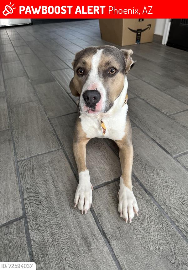 Lost Female Dog last seen Broadway and central, Phoenix, AZ 85041