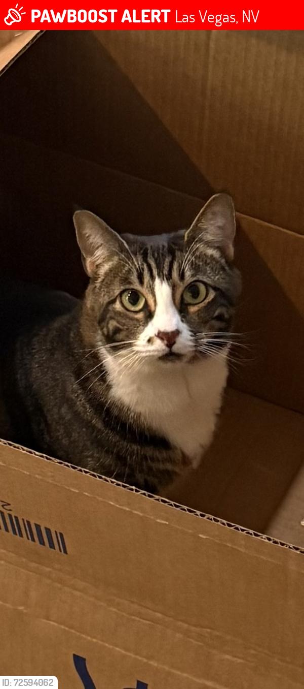 Lost Female Cat last seen Near Bob Taylor’s Steakhouse, Las Vegas, NV 89130