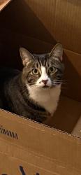 Lost Female Cat last seen Near Bob Taylor’s Steakhouse, Las Vegas, NV 89130