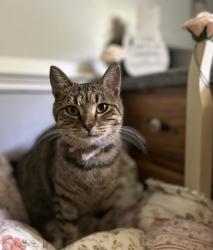 Lost Female Cat last seen Old Summerville , Rome, GA 30165