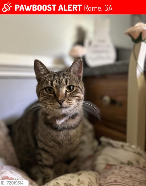 Lost Female Cat last seen Old Summerville , Rome, GA 30165