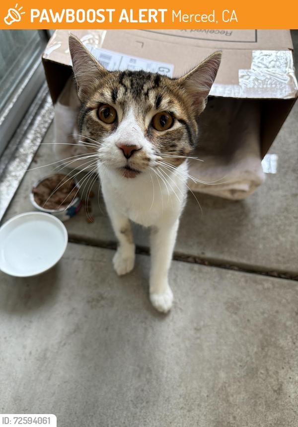 Found/Stray Unknown Cat last seen Collins drive and M st, Merced, CA 95348