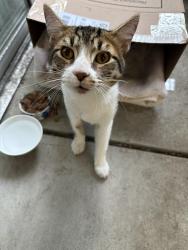 Found/Stray Unknown Cat last seen Collins drive and M st, Merced, CA 95348