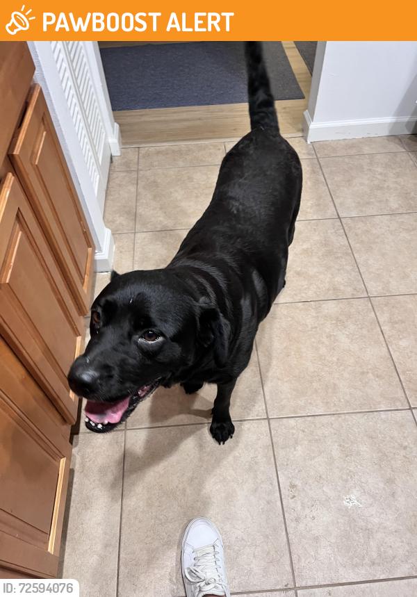 Found/Stray Female Dog last seen Sydney washer in Turkey Creek by the Strawberry Fields, Hillsborough County, FL 33527