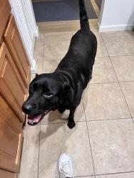 Found/Stray Female Dog last seen Sydney washer in Turkey Creek by the Strawberry Fields, Hillsborough County, FL 33527