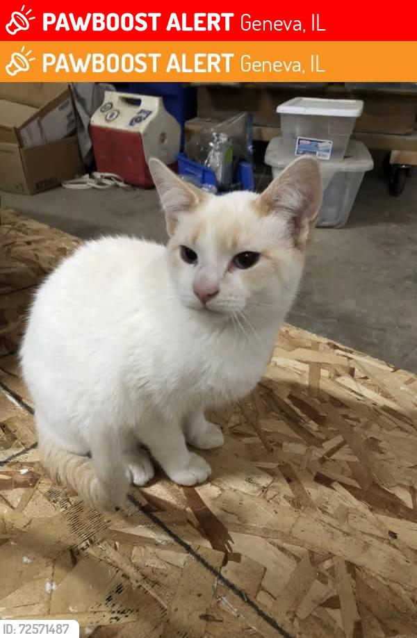 Lost Male Cat last seen 4th & ford, Geneva, IL 60134