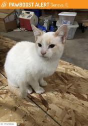 Lost Male Cat last seen 4th & ford, Geneva, IL 60134