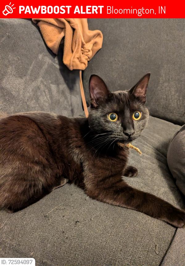 Lost Female Cat last seen Near e university st, Bloomington, IN 47401