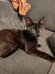 Lost Female Cat last seen Near e university st, Bloomington, IN 47401