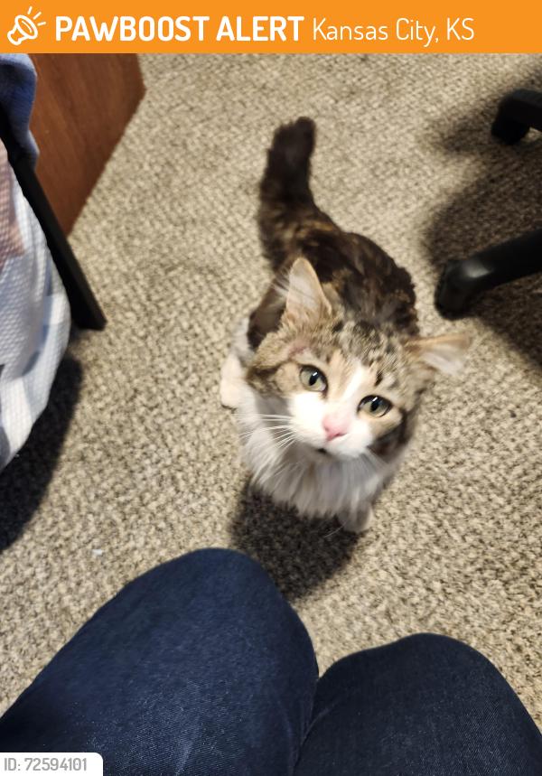 Found/Stray Male Cat last seen Near th and Leavenworth road , Kansas City, KS 66104