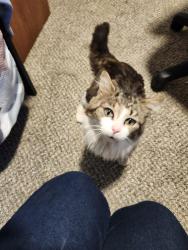 Found/Stray Male Cat last seen Near th and Leavenworth road , Kansas City, KS 66104