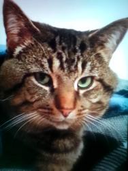 Lost Male Cat last seen Close to telegraph rd. Near brownstown, Woodhaven, MI 48183