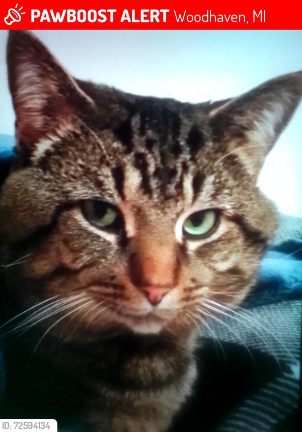 Lost Male Cat last seen Close to telegraph rd. Near brownstown, Woodhaven, MI 48183