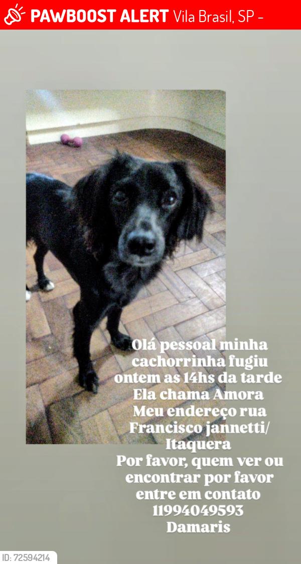 Lost Female Dog last seen Posto de gasolina jacu pessego , Vila Brasil, SP 08215-380