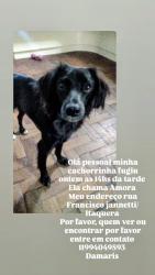 Lost Female Dog last seen Posto de gasolina jacu pessego , Vila Brasil, SP 08215-380
