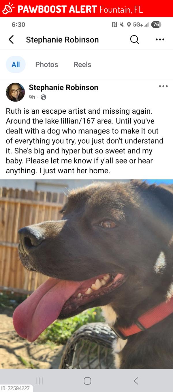 Lost Female Dog last seen Highway 274 and Lamont Road , Fountain, FL 32438