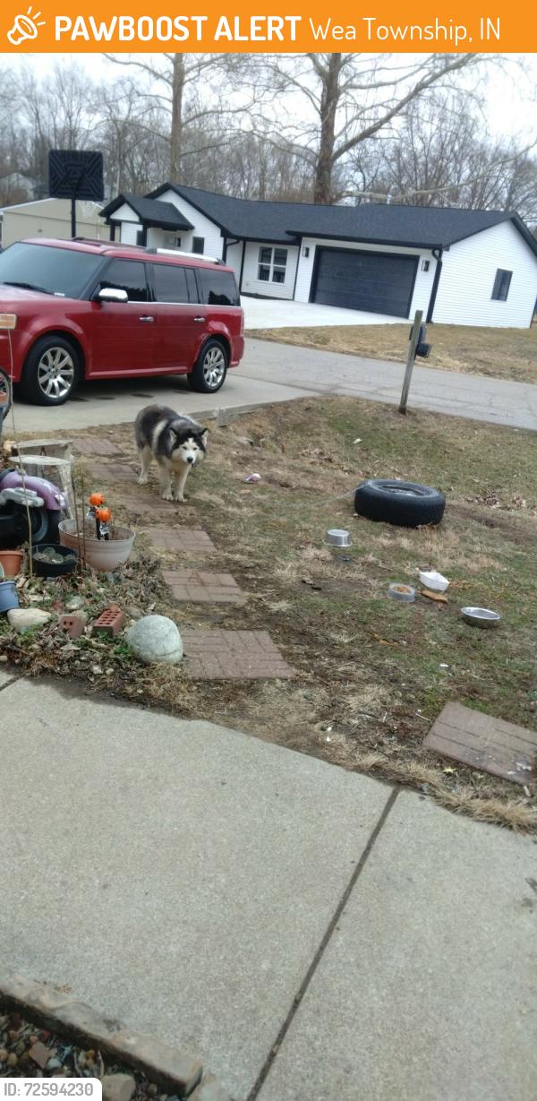 Found/Stray Male Dog last seen Brazos cir Lafayette in , Wea Township, IN 47909