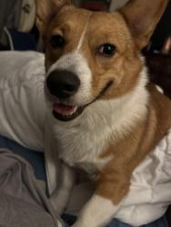 Lost Male Dog last seen Esmalda & Pueblo, Dallas, TX 75212