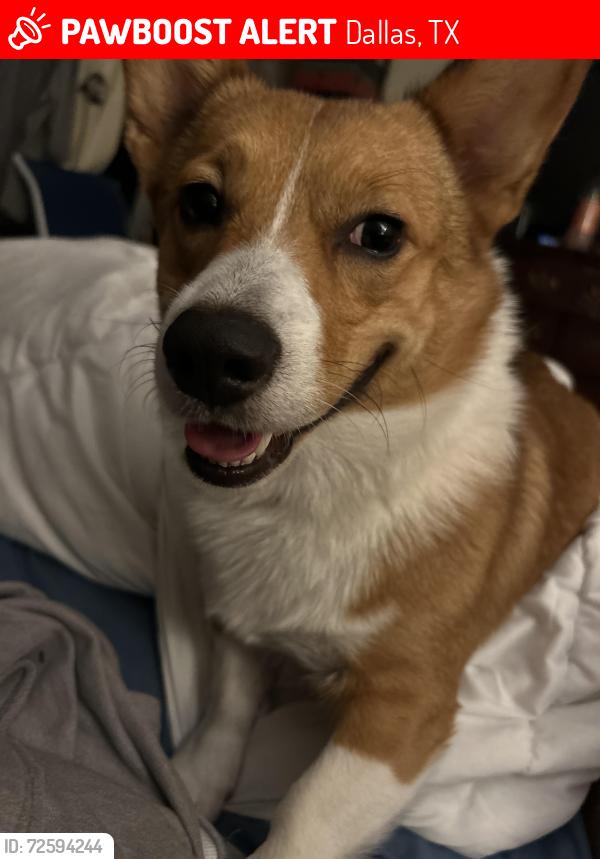 Lost Male Dog last seen Esmalda & Pueblo, Dallas, TX 75212