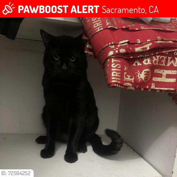 Lost Male Cat last seen Sacramento , Sacramento, CA 95841