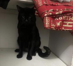 Lost Male Cat last seen Sacramento , Sacramento, CA 95841