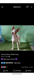 Lost Female Dog last seen 91st los Angeles , Los Angeles, CA 90001