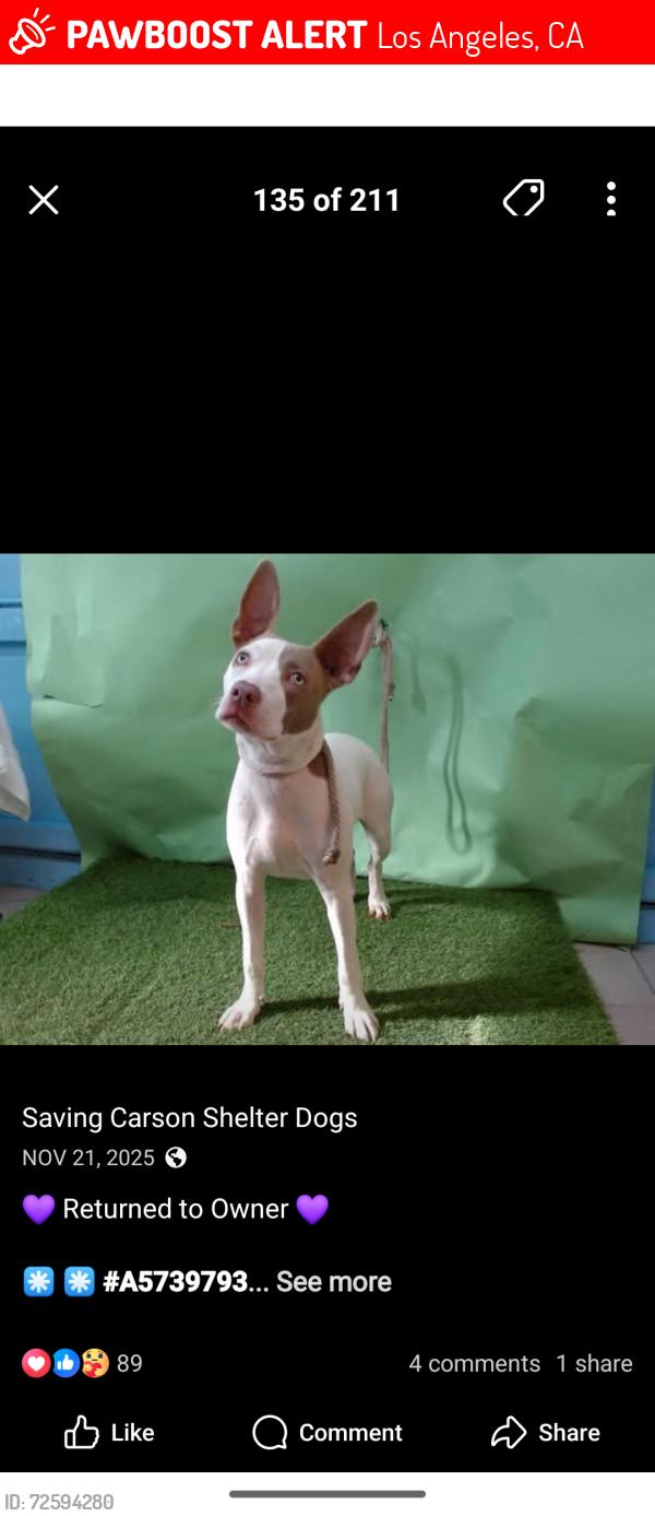 Lost Female Dog last seen 91st los Angeles , Los Angeles, CA 90001