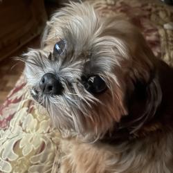 Lost Male Dog last seen Falling Creek, Houston, TX 77068