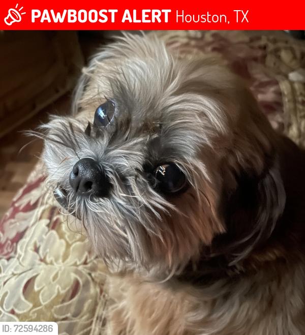 Lost Male Dog last seen Falling Creek, Houston, TX 77068