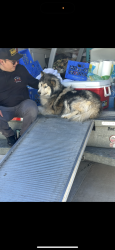 Lost Male Dog last seen Palmdale and Silverado High School , Adelanto, CA 92301