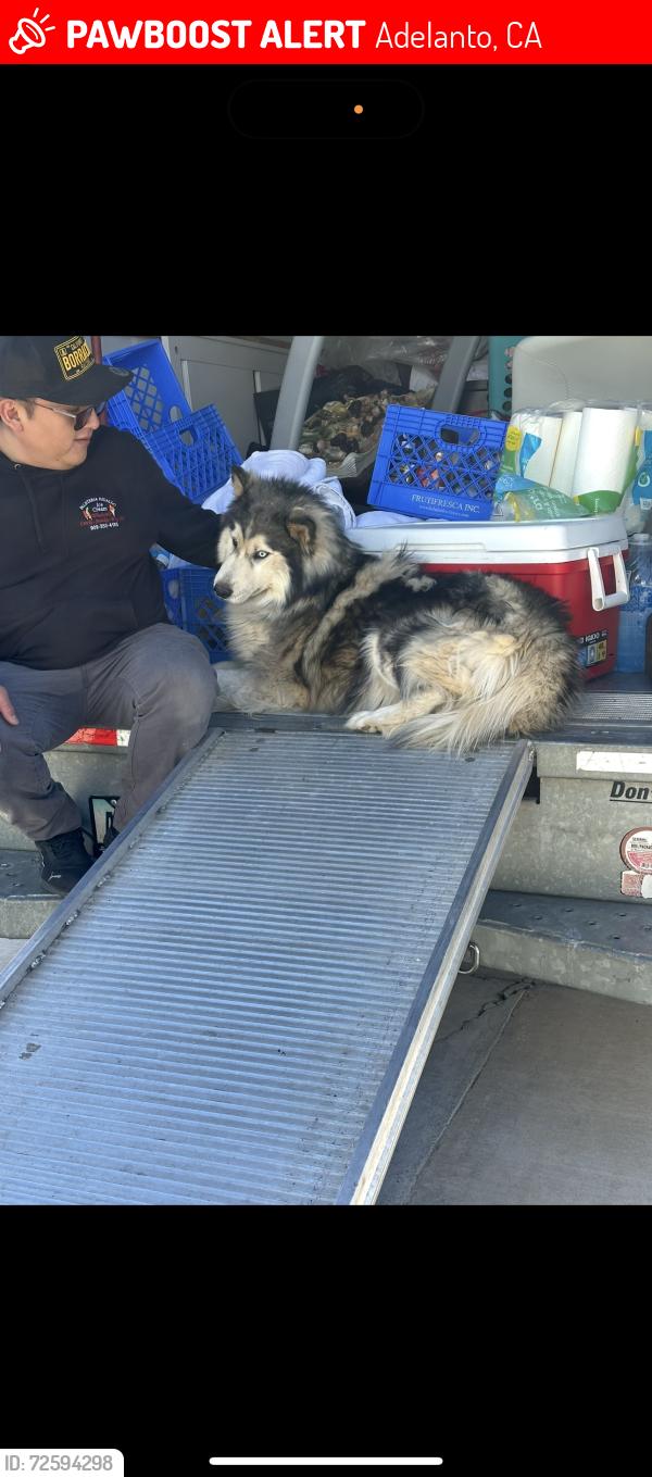 Lost Male Dog last seen Palmdale and Silverado High School , Adelanto, CA 92301