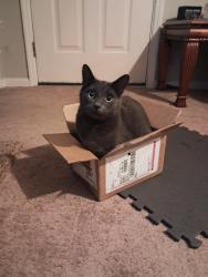 Lost Male Cat last seen Mimosa Dr, Phenix City, AL 36870