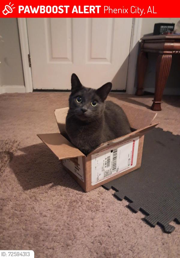Lost Male Cat last seen Mimosa Dr, Phenix City, AL 36870