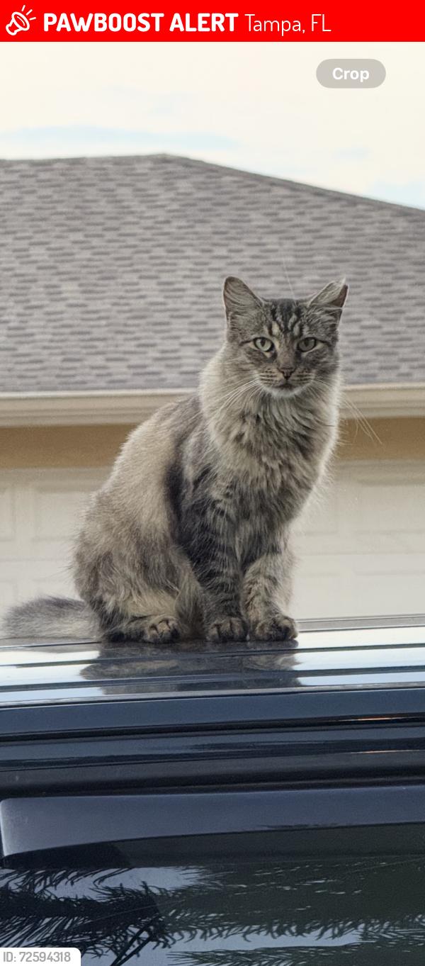 Lost Female Cat last seen West broad and Rome , Tampa, FL 33604