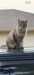 Lost Female Cat last seen West broad and Rome , Tampa, FL 33604
