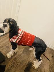 Lost Male Dog last seen Avenue D, Fort Worth, TX 76105