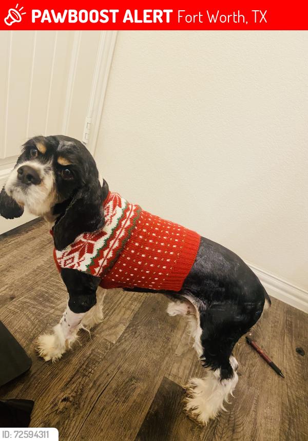 Lost Male Dog last seen Avenue D, Fort Worth, TX 76105
